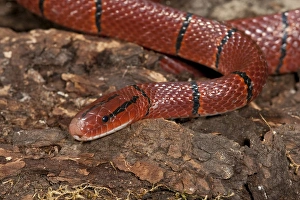 Red Mountain Racer Oreocryptophis porphyraceus latacinctus Native to Malaysia Red Mountain Racer Oreocryptophis porphyraceus latacinctus Native to Malaysia