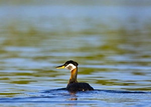 Red Necked Grebe in Whitefish Lake, Montana, USA Red Necked Grebe in Whitefish Lake, Montana, USA