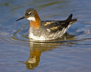 Red-necked Phalarope swims in a pond near Latrabjerg, Iceland Red-necked Phalarope swims in a pond near Latrabjerg, Iceland