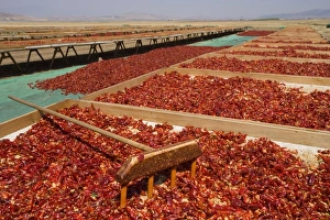 Red peppercorns, sun-dried, southeast Anatolia, Turkey Red peppercorns, sun-dried, southeast Anatolia, Turkey
