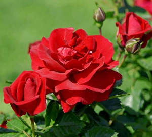 Red Flower Close Up Prints: Red rose
