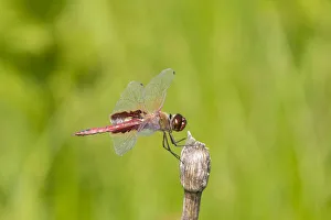 Red Saddlebags (Tramea onusta) male, Marion County, Illinois Red Saddlebags (Tramea onusta) male, Marion County, Illinois