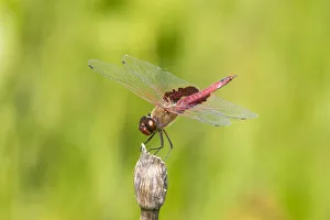 Red Saddlebags (Tramea onusta) male Marion Co. IL Red Saddlebags (Tramea onusta) male Marion Co. IL