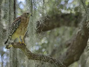 Red-shouldered hawk, Buteo lineatus, perched in Live Oak Tree, Florida Red-shouldered hawk, Buteo lineatus, perched in Live Oak Tree, Florida