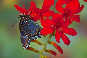 Red-Spotted Purple Butterfly, Limenitis astyanax Red-Spotted Purple Butterfly, Limenitis astyanax