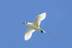 Red-tailed Tropicbird (Phaethon rubricauda) Kilauea Point National Wildlife Refuge Red-tailed Tropicbird (Phaethon rubricauda) Kilauea Point National Wildlife Refuge
