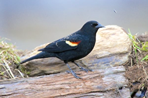 The red-winged blackbird (Agelaius phoeniceus). Male The red-winged blackbird (Agelaius phoeniceus). Male