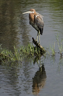 Reddish Egret (Egretta rufescens) BONAIRE, Netherlands Antilles, Caribbean Reddish Egret (Egretta rufescens) BONAIRE, Netherlands Antilles, Caribbean