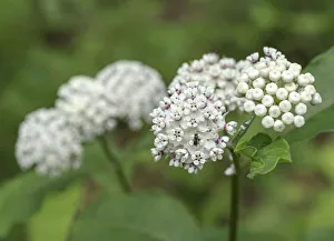Redring milkweed, white-flowered milkweed, Asclepias variegata, Mammoth Cave National Park Redring milkweed, white-flowered milkweed, Asclepias variegata, Mammoth Cave National Park
