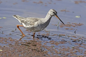 Rajasthan Wildlife Images Prints: Redshank