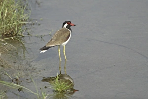 Redwattled Lapwing, Corbett National Park, Uttaranchal, India Redwattled Lapwing, Corbett National Park, Uttaranchal, India
