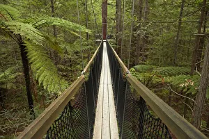 Redwoods Treewalk at The Redwoods (Whakarewarewa Forest), Rotorua, North Island, New Redwoods Treewalk at The Redwoods (Whakarewarewa Forest), Rotorua, North Island, New