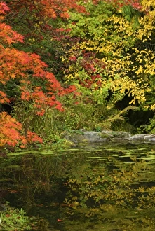 Vibrant Fall Colors Prints: Reflection of Fall Foliage in Pond