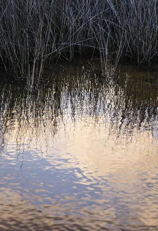 Reflections, Merritt Island National Wildlife Refuge, Titusville, Florida, USA Reflections, Merritt Island National Wildlife Refuge, Titusville, Florida, USA