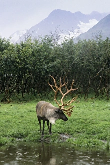 Reindeer grazing in a grass meadow stands next to a pond, Alaska Wildlife Conservation Center Reindeer grazing in a grass meadow stands next to a pond, Alaska Wildlife Conservation Center