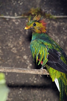 The Resplendent Quetzal (Paromachrus mocinno) inhabits high altitude cloud forests The Resplendent Quetzal (Paromachrus mocinno) inhabits high altitude cloud forests