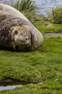 Resting Elephant seal. Grytviken. South Georgia Islands Resting Elephant seal. Grytviken. South Georgia Islands