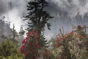 Rhododendron in bloom in the forests of Paro Valley, Bhutan Rhododendron in bloom in the forests of Paro Valley, Bhutan