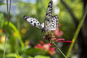 Rice Paper butterfly ( Idea leuconoe) at the Butterfly and Nature Conservatory in Key Rice Paper butterfly ( Idea leuconoe) at the Butterfly and Nature Conservatory in Key