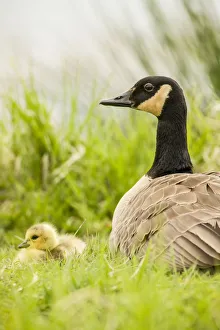 Ridgefield National Wildlife Refuge, Washington State, USA. Canada goose mother and chick Ridgefield National Wildlife Refuge, Washington State, USA. Canada goose mother and chick