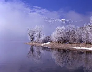 Mountain Peaks Above Clouds Prints: Rimed trees and reflection, Mt. Timpanogas above the clouds, Utah