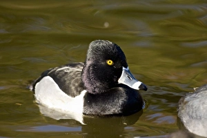 Southern California Wildlife Prints: Ring-necked Duck