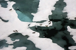 ringed seals, Phoca hispida, on multi-layer ice, Chuckchi Sea ringed seals, Phoca hispida, on multi-layer ice, Chuckchi Sea