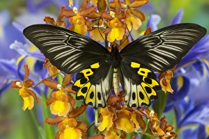 Rippons Birdwing Butterfly, Female, Troides hypolitus Rippons Birdwing Butterfly, Female, Troides hypolitus