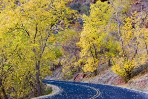 Roadway covered with autumn leaves in Zion National Park in Utah Roadway covered with autumn leaves in Zion National Park in Utah