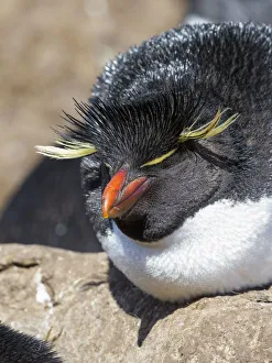 Rockhopper Penguin (Eudyptes chrysocome), subspecies western rockhopper penguin Rockhopper Penguin (Eudyptes chrysocome), subspecies western rockhopper penguin