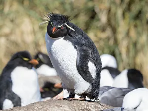 Rockhopper Penguin (Eudyptes chrysocome), subspecies western rockhopper penguin Rockhopper Penguin (Eudyptes chrysocome), subspecies western rockhopper penguin