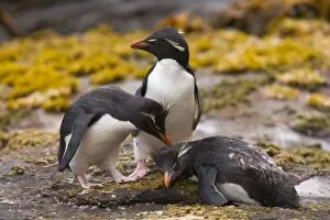 Images Dated 1st January 2006: Rockhopper penguins