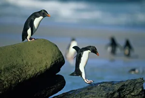 Rockhopper Penguins, (Eudyptes chrysocome), jumping, Saunders Island, Falkland Islands Rockhopper Penguins, (Eudyptes chrysocome), jumping, Saunders Island, Falkland Islands