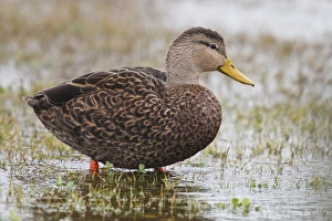 Rockport, Refugio Co., Texas, USA, , Mottled Duck (Anas fulvigula) male feeding in Rockport, Refugio Co., Texas, USA, , Mottled Duck (Anas fulvigula) male feeding in