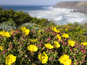 Rockrose or false sun-rose or halimium (Cistus, Halimium calycinum) at the Costa Vicentina Rockrose or false sun-rose or halimium (Cistus, Halimium calycinum) at the Costa Vicentina
