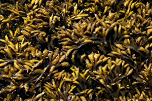 Rockweed, Fucus gardneri, Vancouver Island, British Columbia Rockweed, Fucus gardneri, Vancouver Island, British Columbia