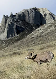 Rocky Mountain bighorn sheep grazing in grasslands. Mature rams Rocky Mountain bighorn sheep grazing in grasslands. Mature rams
