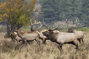 Rocky Mountain elk, bulls compete for cows Rocky Mountain elk, bulls compete for cows