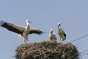 Romania, Fagaras, European Stork, mother and Chicks in the nest on the top of the Romania, Fagaras, European Stork, mother and Chicks in the nest on the top of the