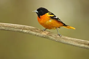Rondeau Provincial Park. Baltimore oriole on branch Rondeau Provincial Park. Baltimore oriole on branch
