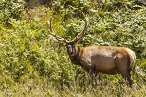 Roosevelt Elk browsing along the Pacific coast at Prairie Creek Redwoods State Park Roosevelt Elk browsing along the Pacific coast at Prairie Creek Redwoods State Park