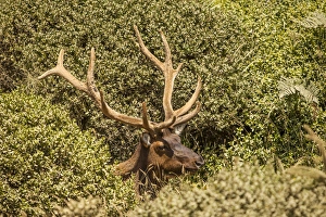 Roosevelt Elk at midday along the Pacific coast at Prairie Creek Redwoods State Park Roosevelt Elk at midday along the Pacific coast at Prairie Creek Redwoods State Park