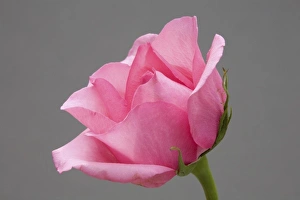 Wildflower Blossom Images Prints: Rose