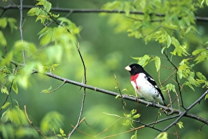 Rose-breasted Grosbeak (Pheucticus ludovicianus) male in Common Hackberry tree (Celtis Rose-breasted Grosbeak (Pheucticus ludovicianus) male in Common Hackberry tree (Celtis