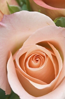 Pink Rose Flower Prints: Rose close-up