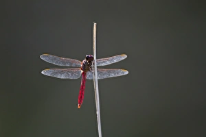 Roseate Skimmer (Orthemis ferruginea) male perched, south Texas Roseate Skimmer (Orthemis ferruginea) male perched, south Texas