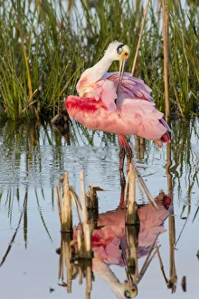 Roseate Spoonbill (Platalea ajaja) preening Viera Wetlands, Brevard County, Florida Roseate Spoonbill (Platalea ajaja) preening Viera Wetlands, Brevard County, Florida