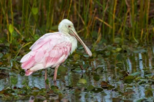 A Roseate Spoonbill standing in water in Orlando Wetlands, Florida A Roseate Spoonbill standing in water in Orlando Wetlands, Florida