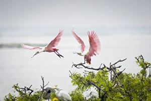 Roseate Spoonbills (Ajaia ajaja) landing in nest colony Roseate Spoonbills (Ajaia ajaja) landing in nest colony