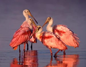 Four Roseate Spoonbills (Ajaia ajaja) at Dawn Four Roseate Spoonbills (Ajaia ajaja) at Dawn